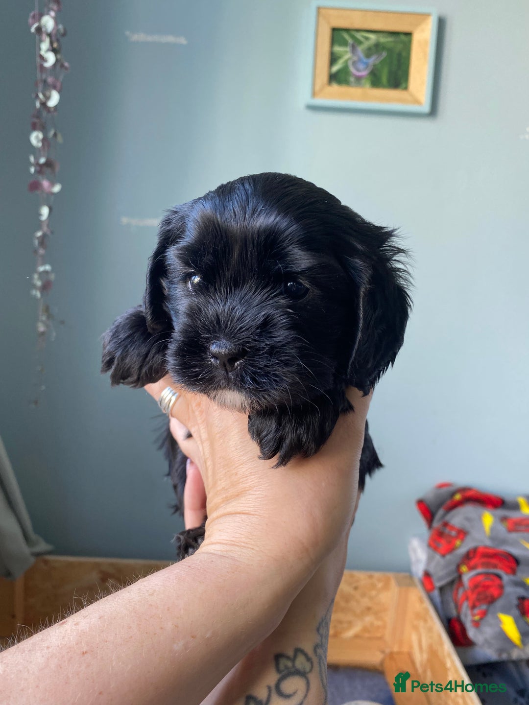 Mixed Breed dogs for sale: Cavapoo puppies - Image 8