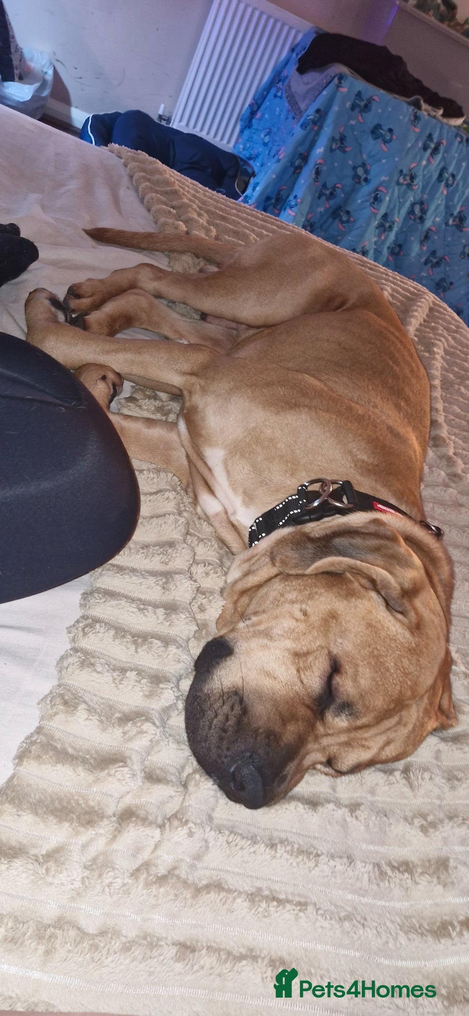 Mixed Breed dogs REHOMING KODA - Advert 1