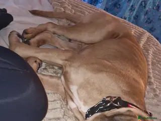 Mixed Breed dogs REHOMING KODA - Advert 1