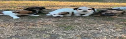 Jack Russell dogs for sale: jack russell puppies  - Advert 4