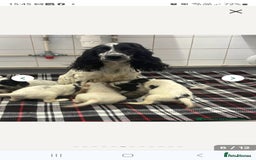 Cocker Spaniel dogs for sale: Black and white female cocker spaniel  - Image 11