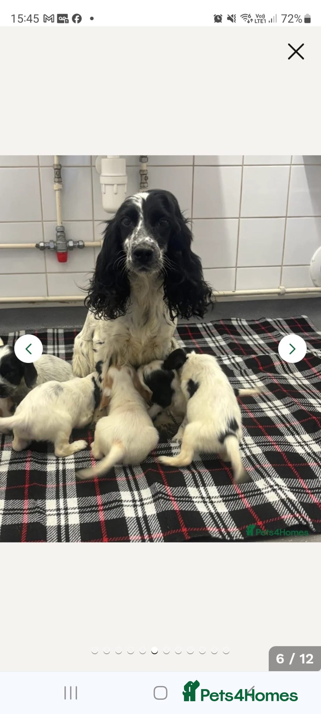 Cocker Spaniel dogs for sale: Black and white female cocker spaniel  - Image 11