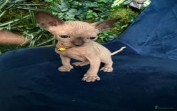Sphynx cats for sale: Tica Beautiful Kittens Ready Soon! - Image 7