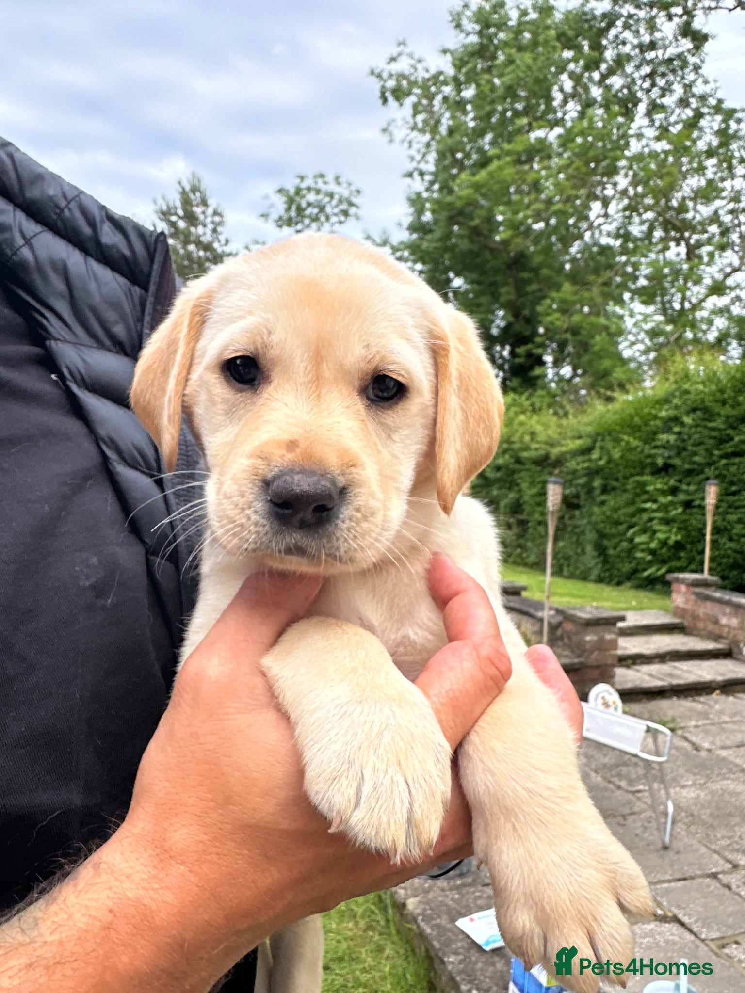 Labrador Retriever dogs KC Reg Labrador Puppies 🐾 5 awaiting forever home - Advert 14