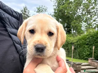 Labrador Retriever dogs KC Reg Labrador Puppies 🐾 5 awaiting forever home - Advert 16