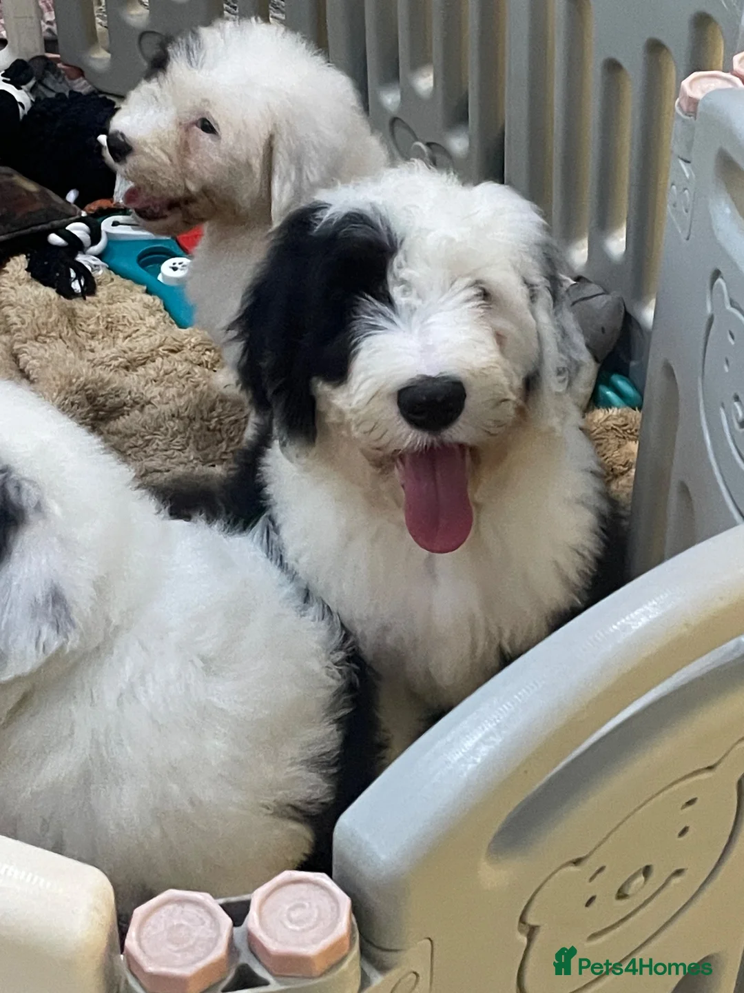 Old English Sheepdog dogs for sale: Old English sheep dog kc - Advert 14