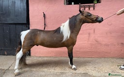 Miniature horses for sale: AMHA/AMHR SHOW STALLION  - Image 2