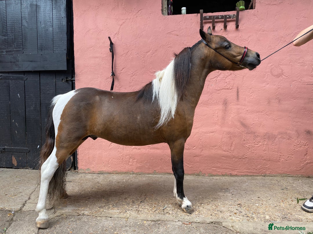 Miniature horses for sale: AMHA/AMHR SHOW STALLION  - Image 2