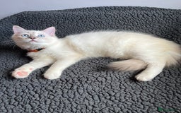 Ragdoll cats for sale: Ragdoll kittens - Image 2