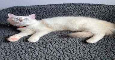 Ragdoll cats - Advert 5