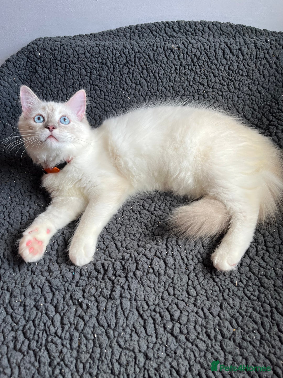 Ragdoll cats for sale: Ragdoll kittens - Image 2