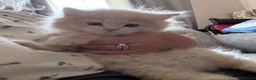 Mixed Breed cats for sale: Beautiful Persian cross kittens  - Advert 16