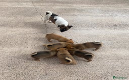 Mixed Breed dogs for sale: Jack Russell cross Pomeranian puppy’s  - Image 7