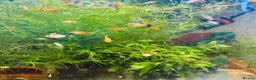 Platies fish for sale: small Platy, Guppy,shrimps &Bristlenose Pleco  - Advert 32