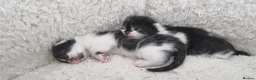 Mixed Breed cats for sale: 4 Adorable Kittens Looking for a Loving home - Advert 9