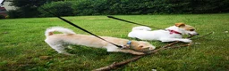 Mixed Breed dogs for sale: Two female adult dogs HAVE TO GO TOGETHER - Advert 7