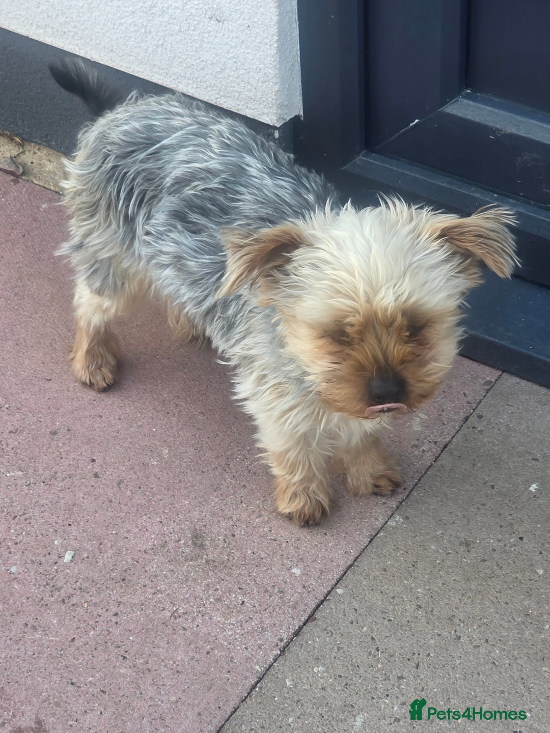 Yorkshire Terrier dogs for sale: Yorkshire terrier 8 months old girl - Advert 2