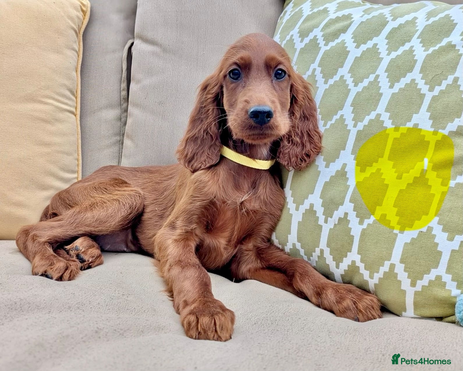 Irish Setter dogs Irish Setter Puppies - Ready Now - Advert 1