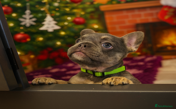 French Bulldog dogs One Female French bulldog  - Advert 5