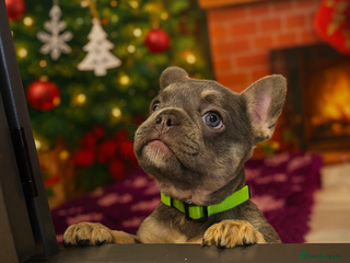 French Bulldog dogs One Female French bulldog - Advert 5