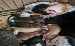 Mixed Breed dogs for sale: Mixed breed puppies  - Image 1