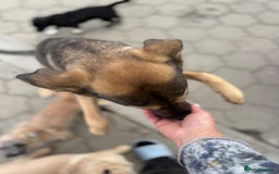 Mixed Breed dogs for adoption: MOCHI – a Superb young Girl for a Loving Home - Advert 10