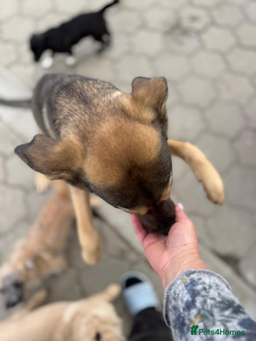 Mixed Breed dogs for adoption: MOCHI – a Superb young Girl for a Loving Home - Advert 10