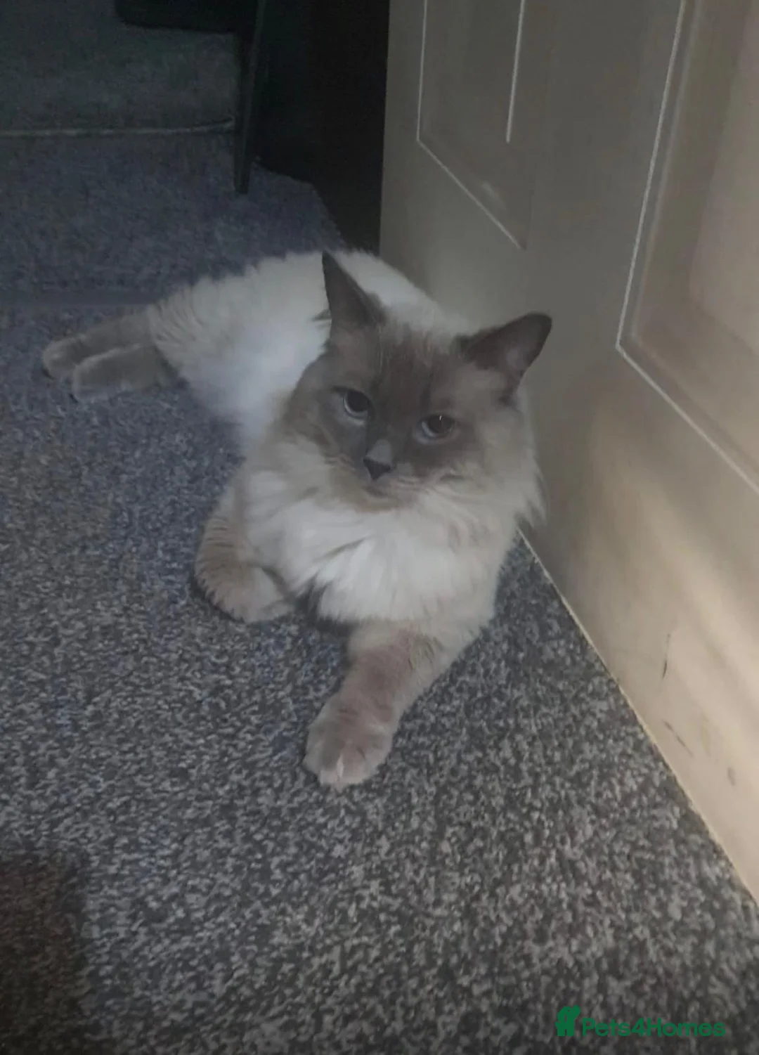 Ragdoll cats for sale: playful male ragdoll kitten - Advert 13