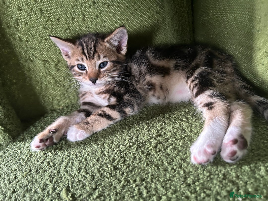 Bengal cats for sale: Bengal Cross - Image 15