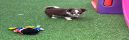 Chihuahua dogs for sale: Amazing tiny long coat girl puppy  - Advert 5