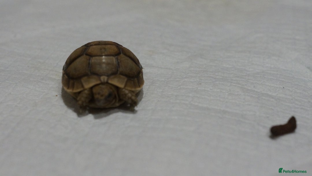 Tortoise reptiles for sale: Greek Tortoises for sale - Image 17
