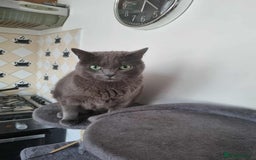 Russian Blue cats for sale: PURE Russian blue kitten MALE  - Image 4