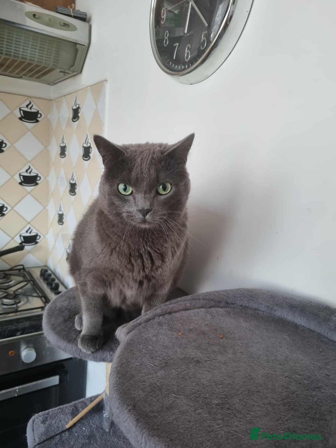 Russian Blue cats for sale: PURE Russian blue kitten MALE  - Image 4