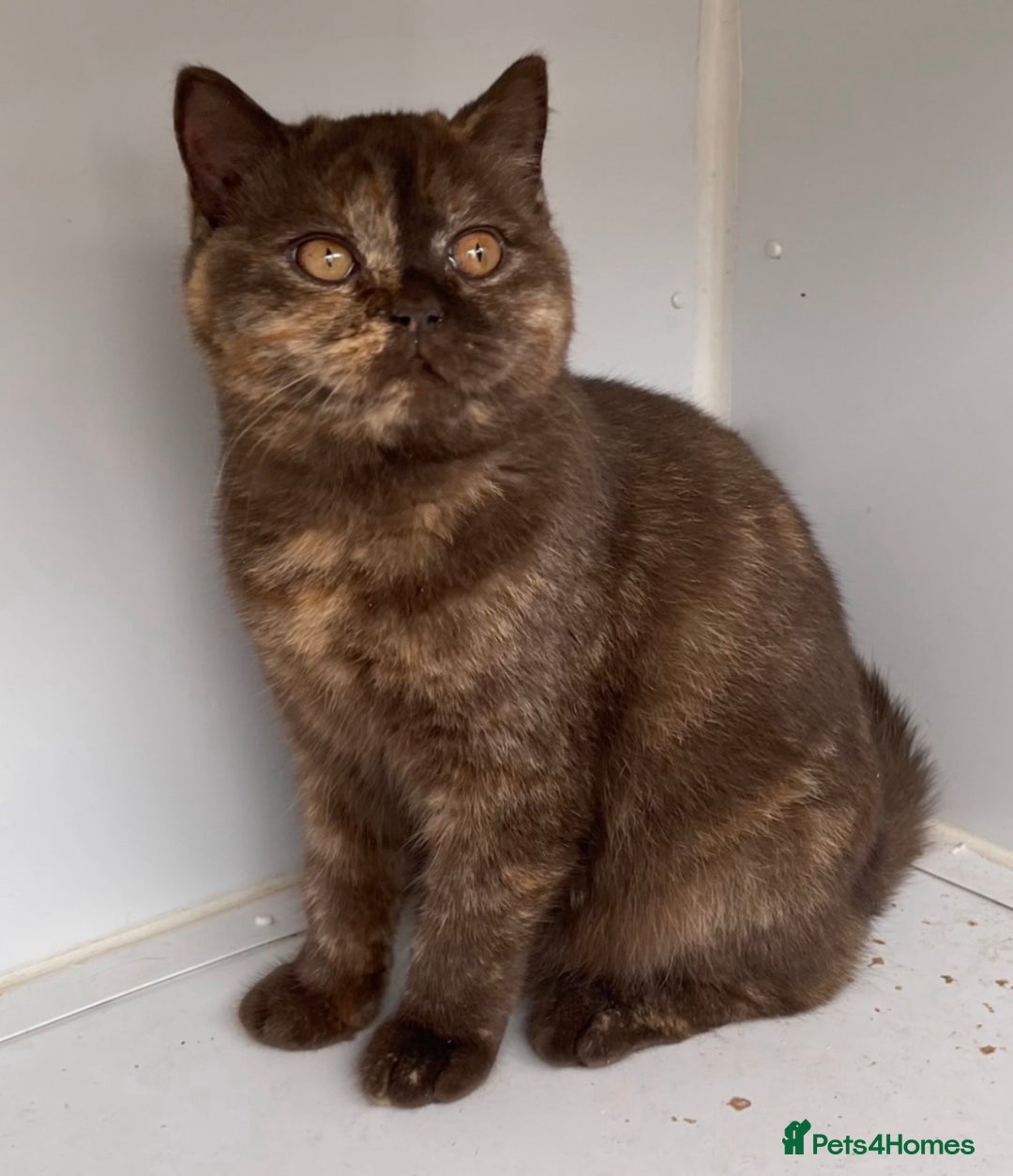 British Shorthair cats for sale: Chunky GCCF Reg BSH Kittens Ready Now - Advert 10