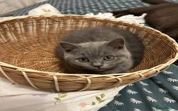 British Shorthair cats for sale: BSH Kittens 🧡🩷❤️💜💛💖 - Image 3