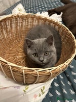 British Shorthair cats - Advert 14