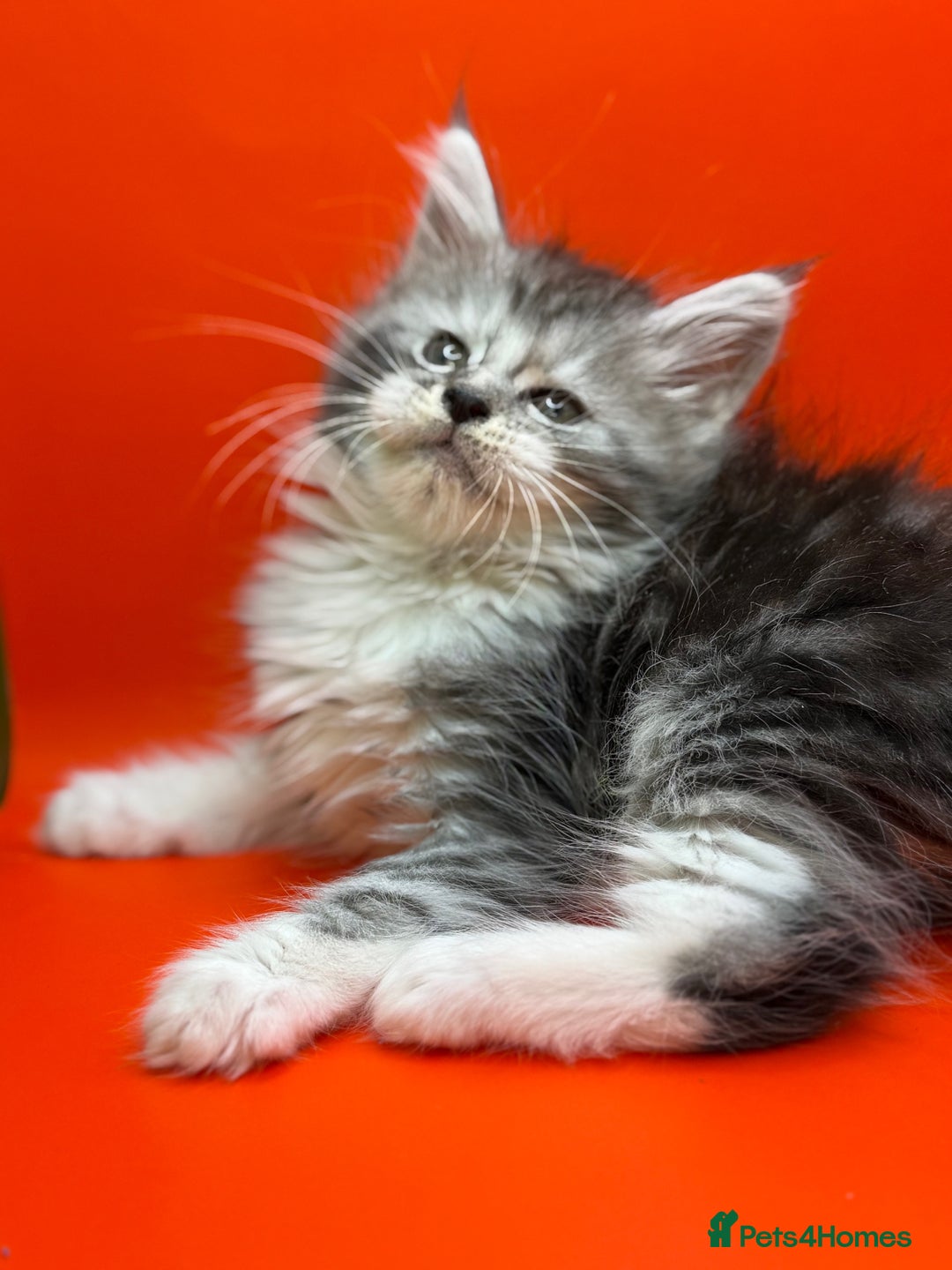 Maine Coon cats for sale: Maine Coons with Tests, Papers, Vet Checks & Vacc. - Advert 1