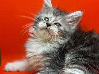 Maine Coon cats Maine Coons with Tests, Papers, Vet Checks & Vacc. - Advert 3