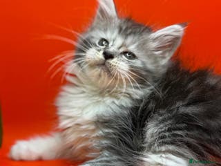 Maine Coon cats Maine Coons with Tests, Papers, Vet Checks & Vacc. - Advert 8