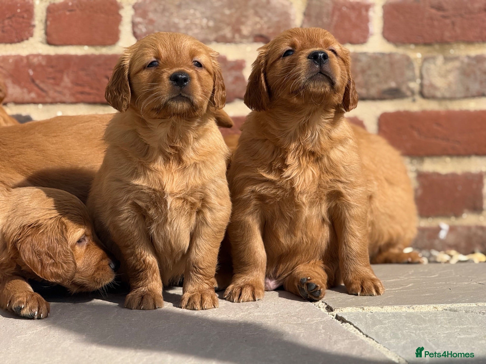 Golden Retriever dogs Exceptional, dark KC working golden retrievers  - Advert 2