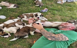 Saint Bernard dogs for sale: Health tested home raised puppies  in Thetford - Image 26