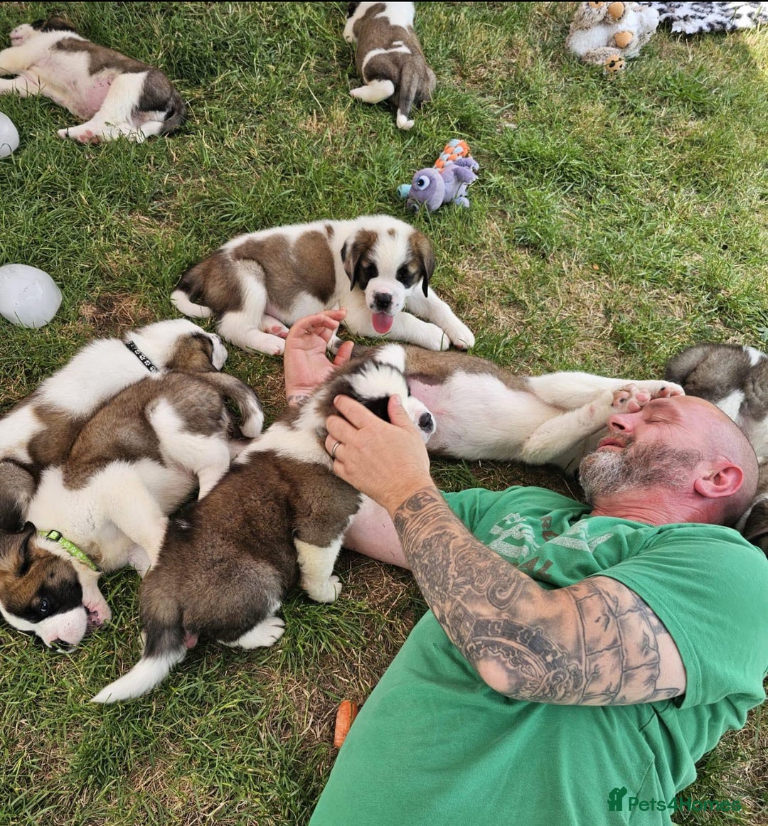 Saint Bernard dogs for sale: Health tested home raised puppies  in Thetford - Image 26