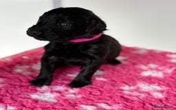 Flat coated Retriever dogs for sale: Beautiful home reared pups  - Image 10