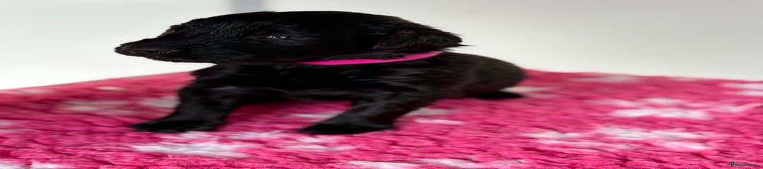 Flat coated Retriever 