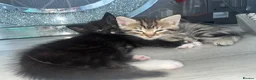 Mixed Breed cats for sale: Black and white kitten £50 - Advert 5