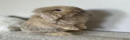 Angora rabbits for sale: Angora × Lion Lop Baby Bunny  - Advert 4