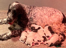 Cocker Spaniel dogs - Advert 1