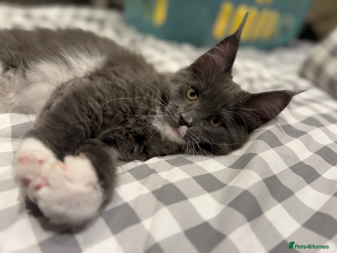 Maine Coon cats for sale: Beautiful GCCF registered Maine coon Kittens  - Advert 11