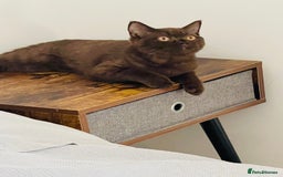 British Shorthair cats for sale: Cinnamon  - Image 1