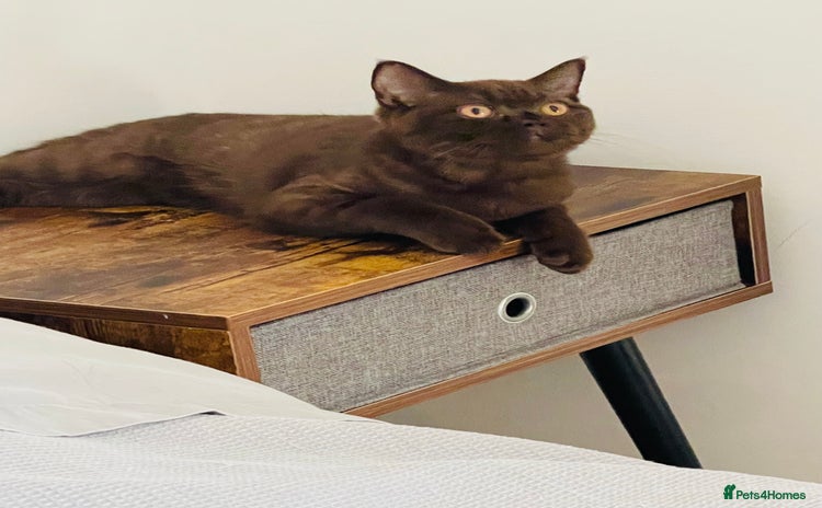 British Shorthair cats - Advert 1